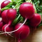 200 seeds Cherry Belle Radish Ct Vegetable Garden Heirloom Non-Gmo