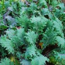 500+ seeds Red Russian Kale  Vegetable Garden Heirloom Non-Gmo Usa