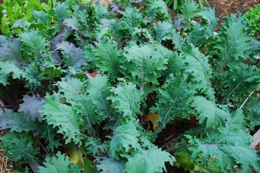 500+ seeds Red Russian Kale  Vegetable Garden Heirloom Non-Gmo Usa