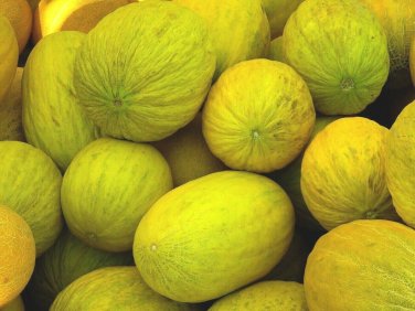 50+ seeds Crenshaw Melon  Cantaloupe Fruit Heirloom Non-Gmo Usa