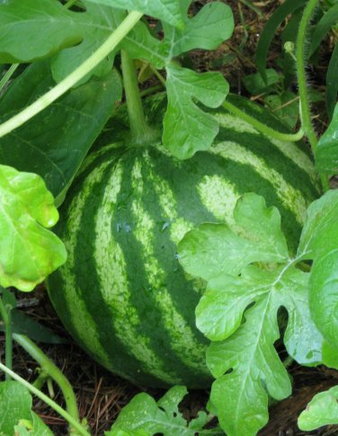 30+ seeds Sugar Baby Watermelon  Fruit Melon Garden Usa Non-Gmo