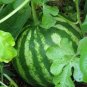 30+ seeds Sugar Baby Watermelon  Fruit Melon Garden Usa Non-Gmo