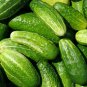 50+ seeds Marketmore Cucumber  Vegetable Garden Heirloom Non-Gmo