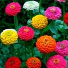 100+ seeds Zinnia California Giant Mix  Flower Colorful Blooms Usa