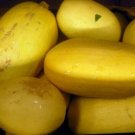 20 seeds Spaghetti Squash Ct Winter Vegetable Garden Heirloom Usa