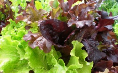 600+ seeds Gourmet Salad Blend Lettuce  Vegetable Garden Non-Gmo Us