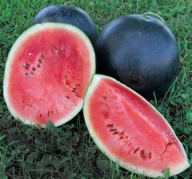 20 seeds Black Diamond Watermelon Ct Fruit Melon
