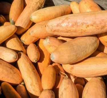 15 seeds Squash Ct Winter Vegetable Non-Gmo Usa  Pink Banana Jumbo
