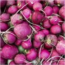 200 seeds Purple Plum Radish Ct Vegetable Garden Heirloom Non-Gmo