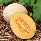 50+ seeds Hale'S Best Jumbo Cantaloupe  Melon Fruit Usa Non-Gmo