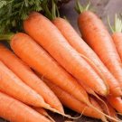 1000+ seeds Scarlet Nantes Carrot  Vegetable Garden Non-Gmo Usa