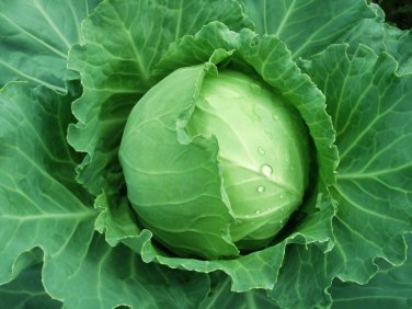 500+ seeds Brunswick Cabbage  Danish Ballhead Vegetable Non-Gmo Usa