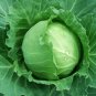 500+ seeds Brunswick Cabbage  Danish Ballhead Vegetable Non-Gmo Usa