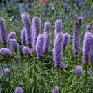 100+ seeds Gayfeather  Spiked Liatris Spicata Flower Butterflies Bees