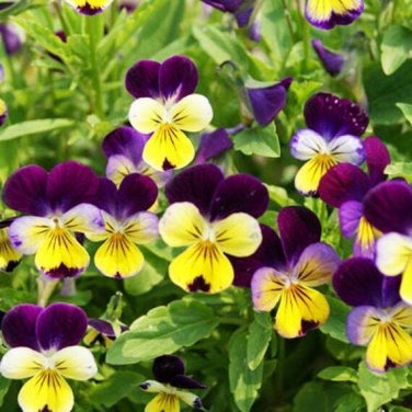 300+ seeds Johnny Jump Up Viola  Flower Violet Cornuta Tricolor Usa