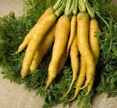 400+ seeds Solar Yellow Carrot  Daucus Carota Vegetable Non-Gmo Usa