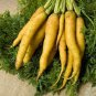 400+ seeds Solar Yellow Carrot  Daucus Carota Vegetable Non-Gmo Usa
