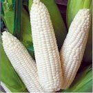25 seeds Trucker'S Favorite White Corn Ct Vegetable Garden Heirloom Usa Non-Gmo