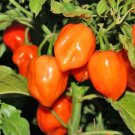 30+ seeds Orange Habanero Pepper  Hot Vegetable Non-Gmo Heirloom