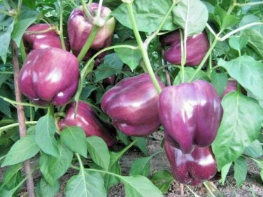 30+ seeds Purple Beauty Bell Pepper  Sweet Capsicum Annuum Vegetable