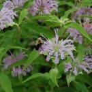 300+ seeds Bee Balm  Wild Bergamot Monarda Herb Native Wildflower