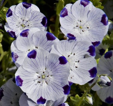 100 seeds Five Spot Nemophila Ct Flower Annual Wildflower Usa