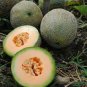 47 seeds Edisto Cantaloupe