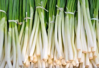 200+ seeds Nebuka Onion  Evergreen Bunching Japanese Vegetable Usa