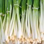 200+ seeds Nebuka Onion  Evergreen Bunching Japanese Vegetable Usa