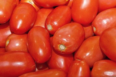 100 seeds Roma Italian Tomato Ct Vegetable Tomato Paste Sauce Usa