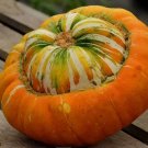 10 seeds Turk'S Turban Gourd Ct Curbita Maxima Non-Gmo Heirloom