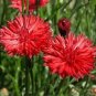 200+ seeds Tall Red Cornflower Bachelor Button  Flower Usa Seller