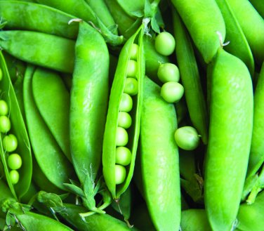 25 seeds Lincoln Pea Ct Bush Pea Pod Vegetable Garden Non-Gmo Heirloom