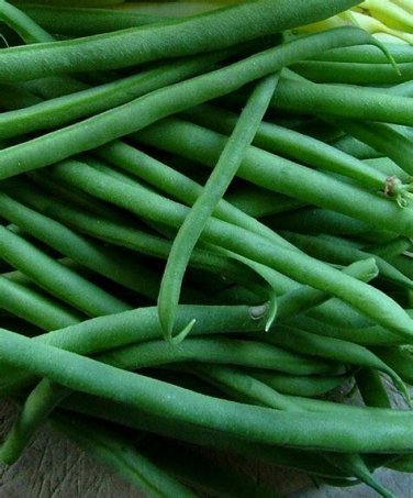 50 seeds Jade Bean Ct Green Bush Pod Vegetable Garden Heirloom Us Seller