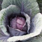 500+ seeds Red Acre Cabbage  Vegetable Garden Non-Gmo Usa Seller