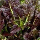 1000+ seeds Mustard Giant Red  Greens Vegetable Garden Non-Gmo Usa