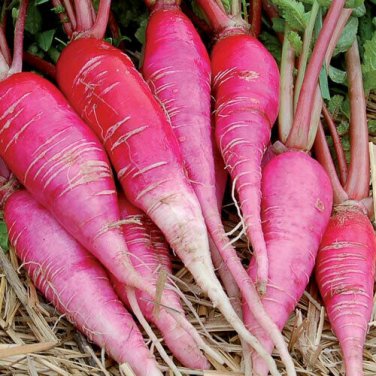 200 seeds China Rose Radish Ct Sprouting Vegetable Microgreen Usa
