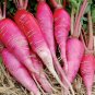 200 seeds China Rose Radish Ct Sprouting Vegetable Microgreen Usa