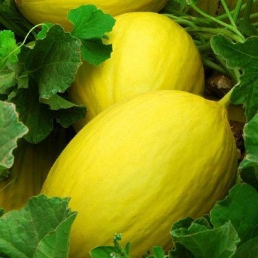 25+ seeds Canary Melon  Yellow Fruit Cucumis Melo Heirloom Non-Gmo