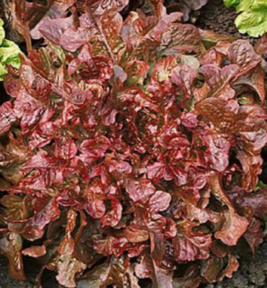600+ seeds Red Salad Bowl Lettuce  Vegetable Garden Cold Tolerant
