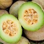 50+ seeds Rocky Ford Cantaloupe  Green Flesh Eden Gem Melon Fruit