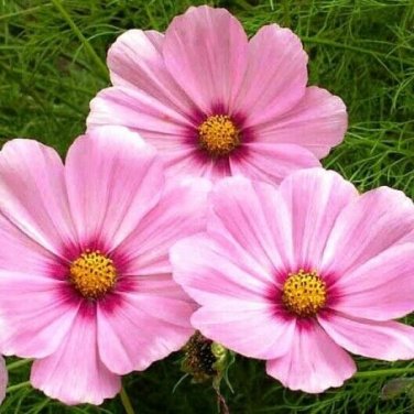 100 seeds Cosmos Gloria Pink Flower Ct Cut Flower Usa Seller