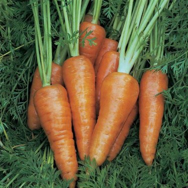 1000+ seeds Chantenay Red Cored Carrot  Vegetable Non-Gmo Us Seller