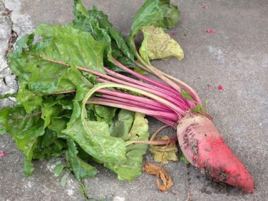 100 seeds Beet Mangel Ct Red Mammoth Vegetable Non-Gmo Usa Seller