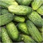 50+ seeds Smr58 Cucumber  Wisconsin Pickling Vegetable Non-Gmo