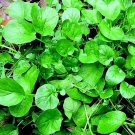 500+ seeds  Cress Upland Vegetable Garden Microgreen Non-Gmo Usa