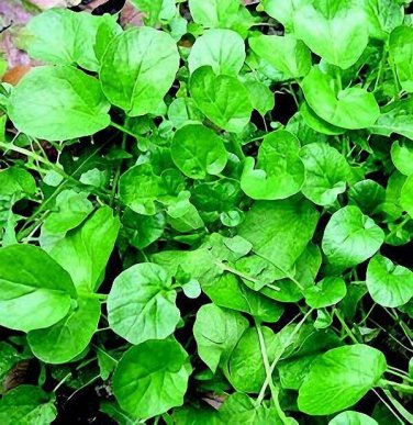 500+ seeds  Cress Upland Vegetable Garden Microgreen Non-Gmo Usa