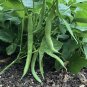 50 seeds Improved Tendergreen Bean Bush Stringless Green Vegetable Garden Usa