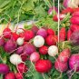 200 seeds Radish Easter Egg Blend Vegetable Garden Non-Gmo Usa