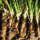 25 seeds Salsify Ct Vegetable Non-Gmo Usa  Mammoth Sandwich Island
